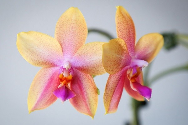 Орхидея Лиодоро и уход за ней. Что важно знать про растение?