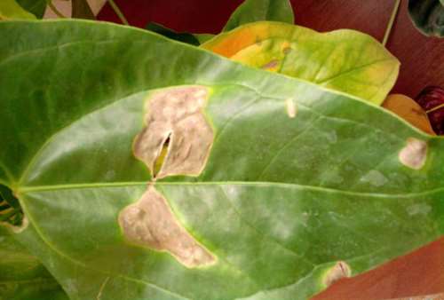 Появление на листьях Филодендрона сухих светлых пятен