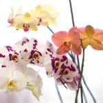 Правила ухода за орхидеей фаленопсис
