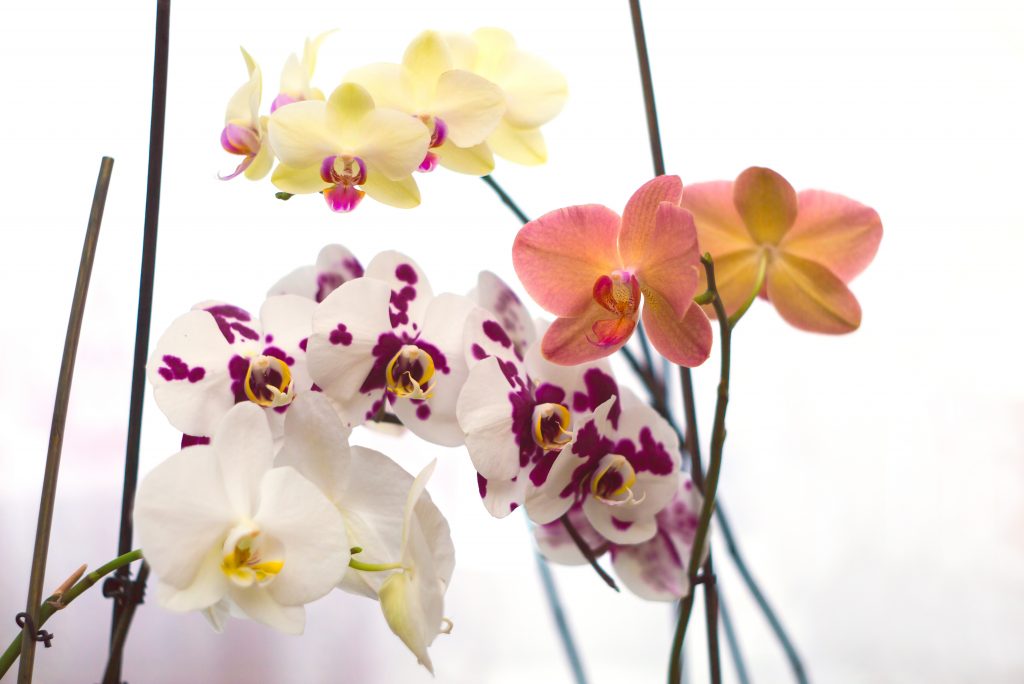 Правила ухода за орхидеей фаленопсис