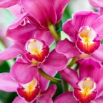 Королевская орхидея или Королевский Фаленопсис пурпурный