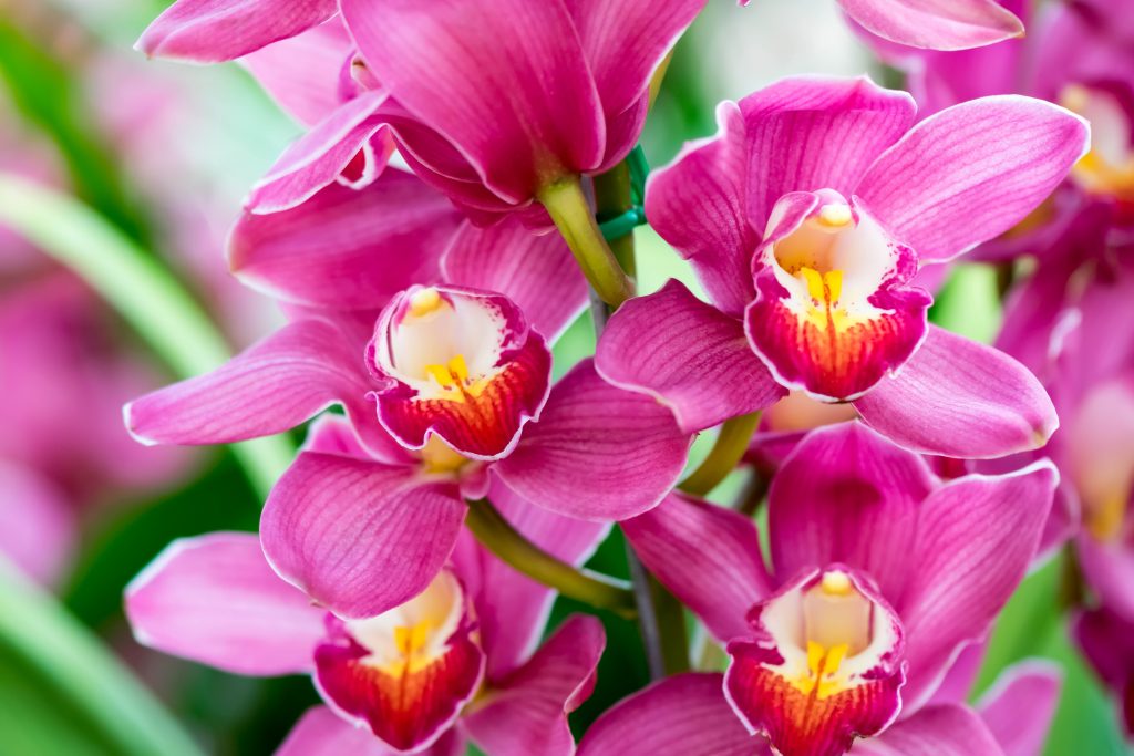 Королевская орхидея или Королевский Фаленопсис пурпурный