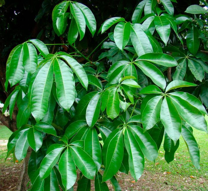 Круглолистная пахира (Pachira rotundifolia)
