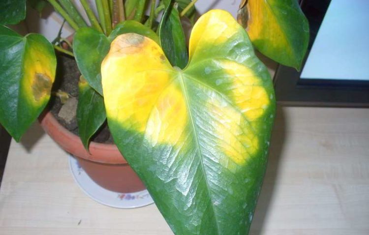 Листья Филодендрона у основания желтеют и отмирают