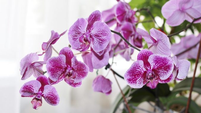 Домашние орхидеи фаленопсис - как ухаживать за красавицей?