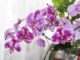 Домашние орхидеи фаленопсис - как ухаживать за красавицей?