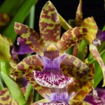 Орхидея зигопеталум: сорта, выращивание и уход
