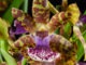 Орхидея зигопеталум: сорта, выращивание и уход