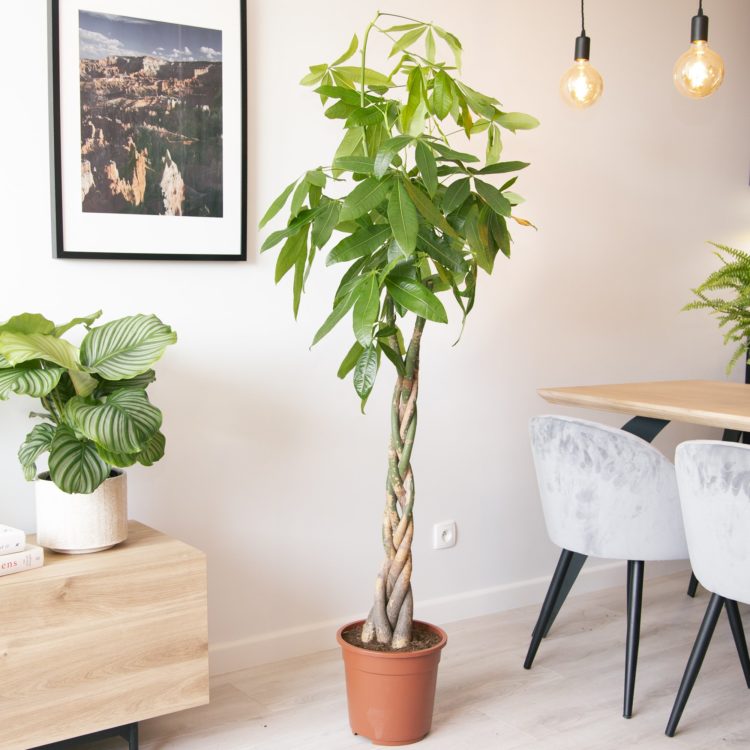 Пахира — неприхотливое дерево для дома и офиса, уход и размножение в домашних условиях