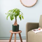 Пахира — неприхотливое дерево для дома и офиса, уход и размножение в домашних условиях