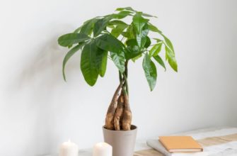 Пахира - неприхотливое дерево для дома и офиса, уход и размножение в домашних условиях