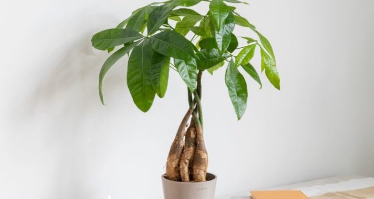 Пахира - неприхотливое дерево для дома и офиса, уход и размножение в домашних условиях