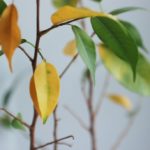 Как избавиться от пожелтения листьев фикуса