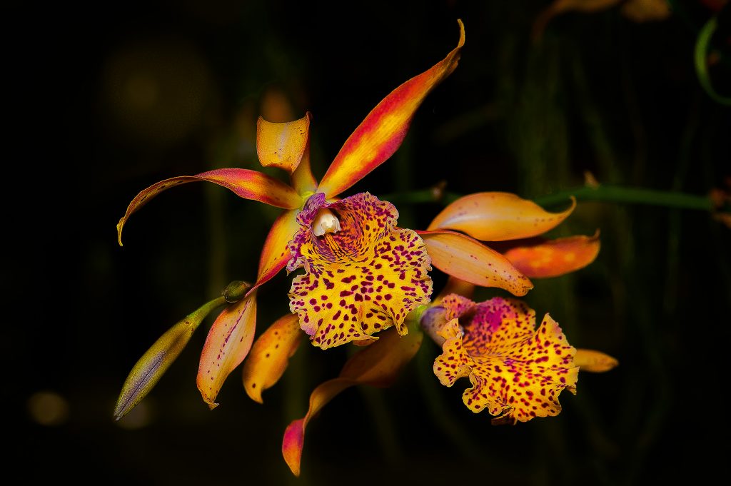 Почему желтеют листья у орхидеи фаленопсис?