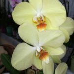 Покупаем орхидею в магазине: как по корням, листьям и цветоносу понять, что растение здоровое