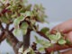 Портулакария: выращивание, размножение и уход