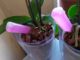 Только для орхидей: голубые, розовые и зеленые японские удобрения
