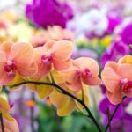 Как бороться с трипсами на орхидеях