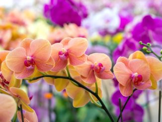 Как бороться с трипсами на орхидеях