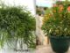 Вечнозеленые эпифитные кактусы хатиора и рипсалис. Отличия и особенности цветов