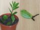 Замиокулькас из стебля или листика: как правильно укоренить домашний суккулент?