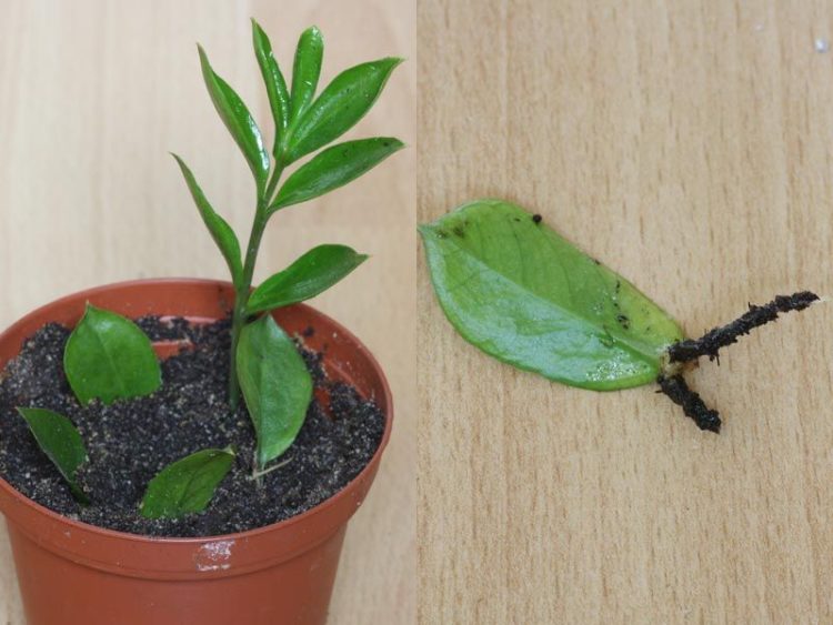 Замиокулькас из стебля или листика: как правильно укоренить домашний суккулент?