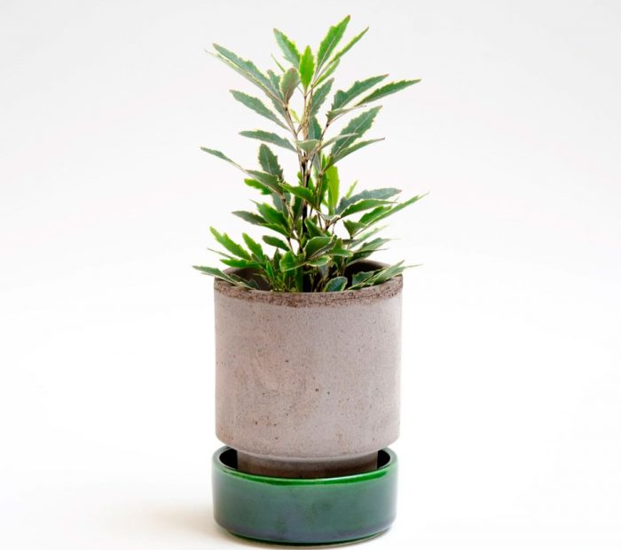 Дизиготека: как вырастить экзотическое растение в домашних условиях