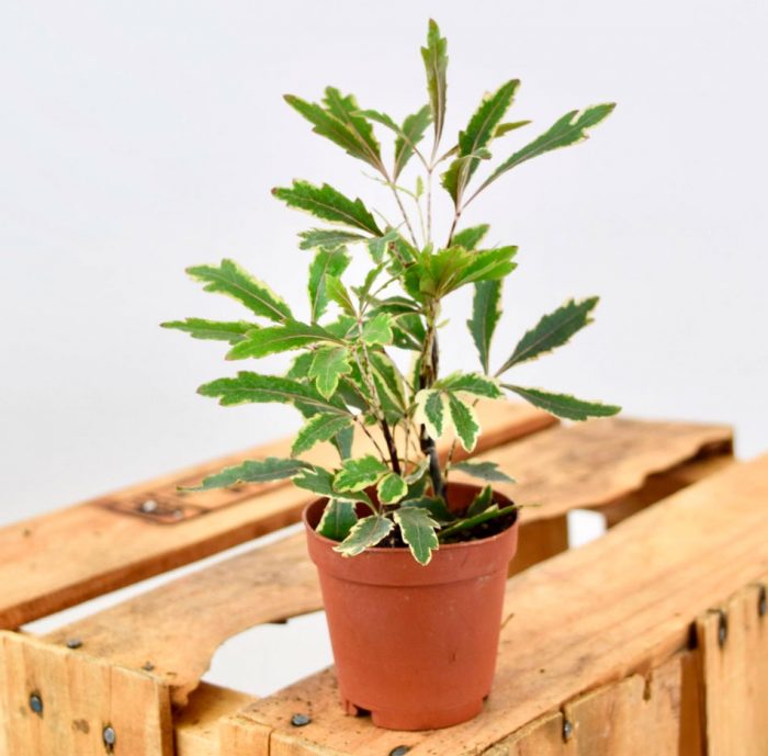 Дизиготека: как вырастить экзотическое растение в домашних условиях