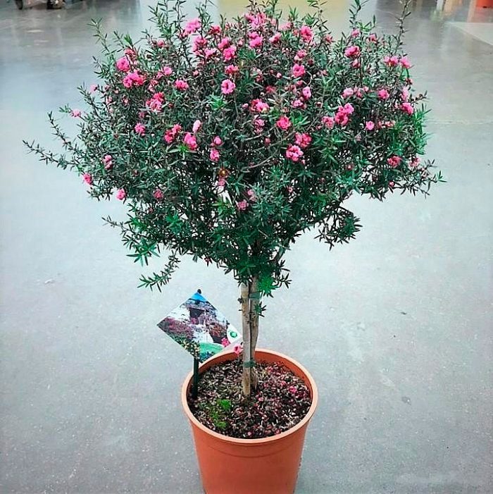 Лептоспермум - цветущее дерево