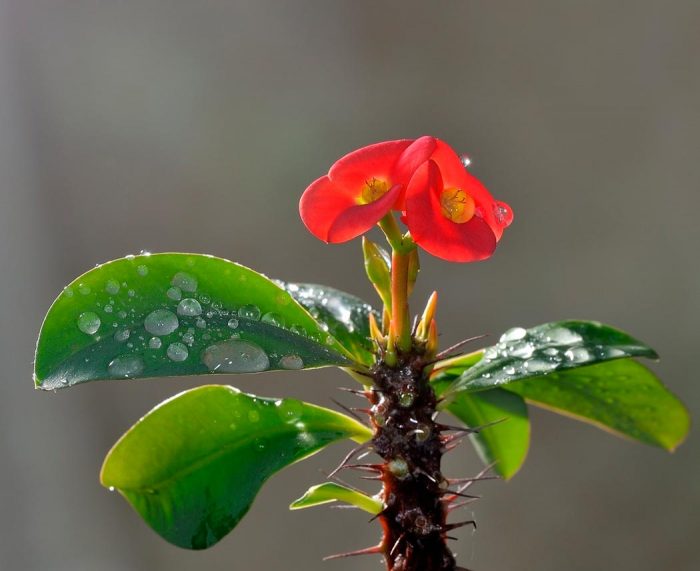 Молочай комнатный цветок — уход и виды растения с фото