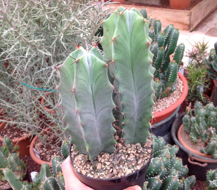 Лемэроцереус — южноафриканский кактус