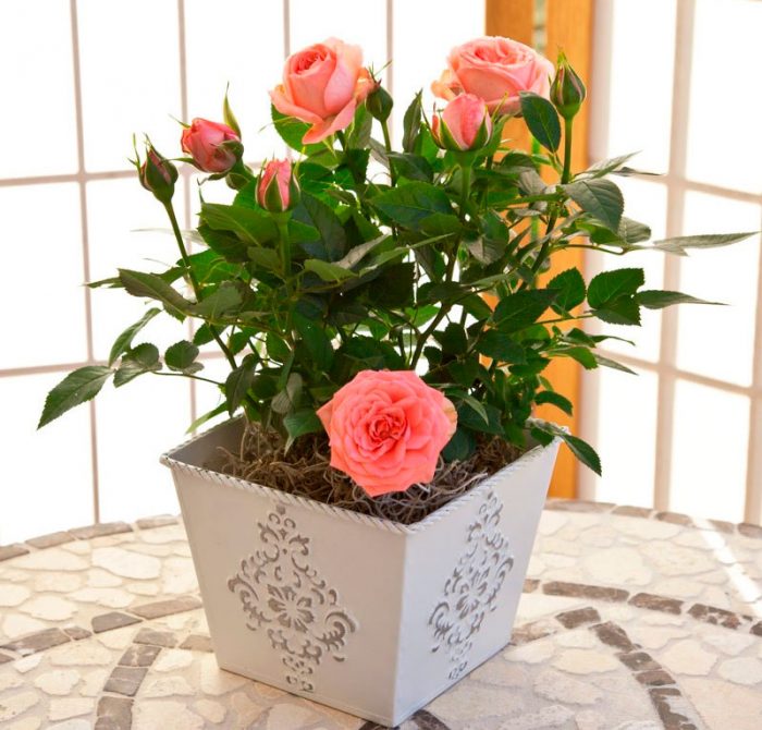 Комнатная роза - непростая красавица в домашних условиях