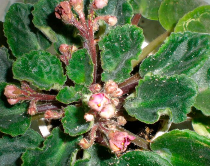 Сенполия цветок, который называют ещё узамбарская фиалка