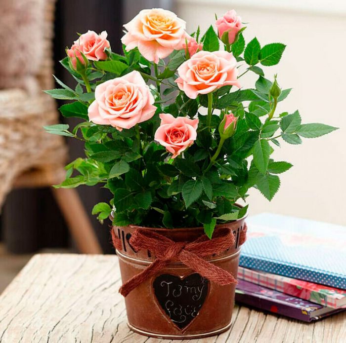 Комнатная роза - непростая красавица в домашних условиях