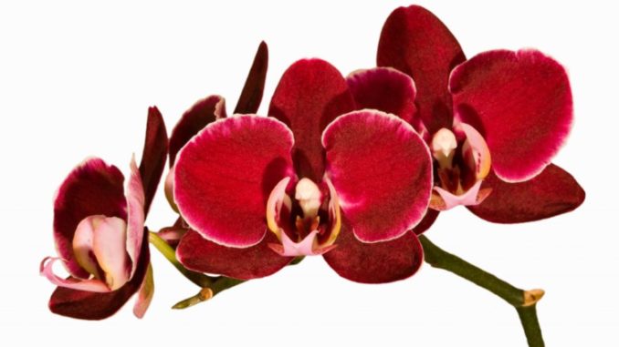Красная орхидея: описание и особенности