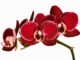 Красная орхидея: описание и особенности