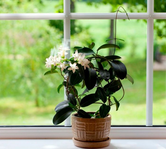 Жасмин комнатный - домашний ароматный цветок