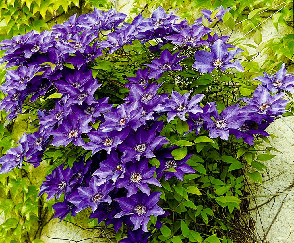 Clematis the president 