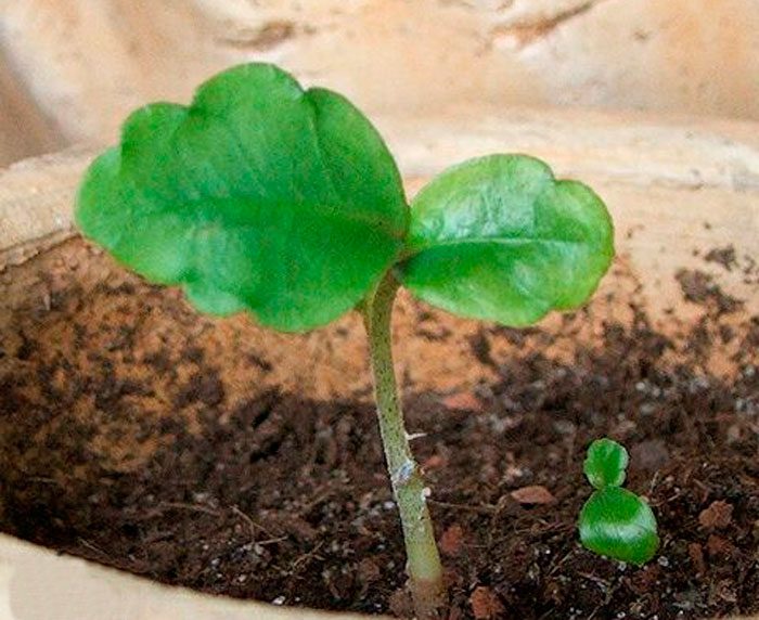 Как вырастить из семян