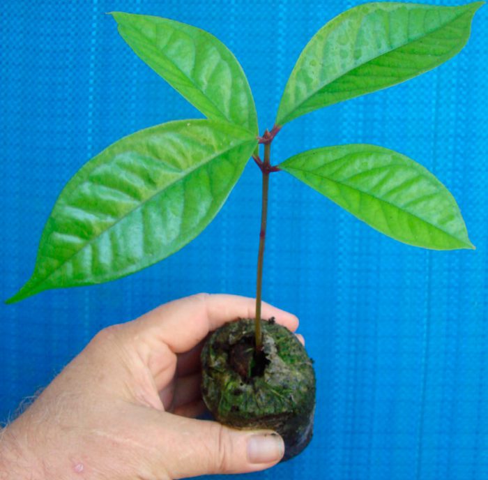 Сизигиум: как ухаживать и размножать растение