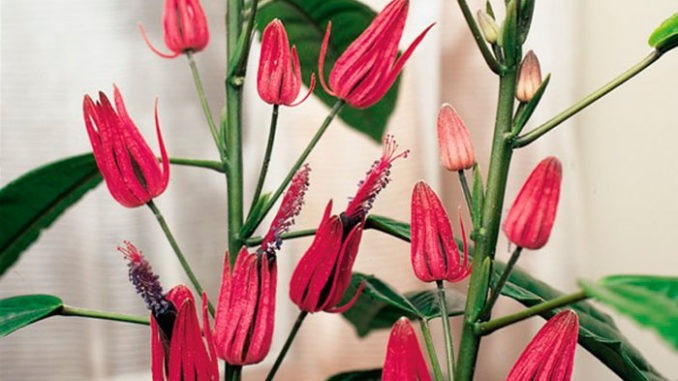 Павония ароматная: цветок с лечебными свойствами