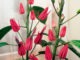 Павония ароматная: цветок с лечебными свойствами