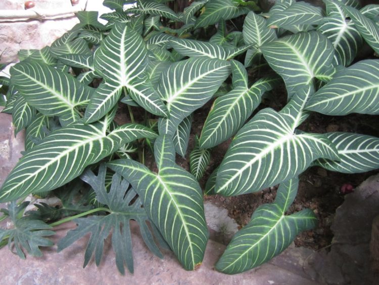 Каладиум: уход за тропическим красавцем с тоненькими листьями