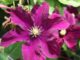 Клематис Сансет: как сажать цветок и ухаживать за ним