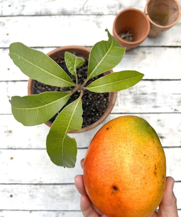как вырастить манго из косточки в горшке