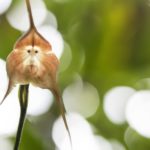 Орхидея Дракула, она же обезьянья Мордочка: уход и описание