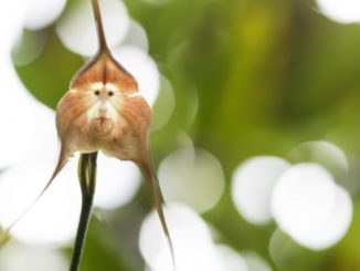 Орхидея Дракула, она же обезьянья Мордочка: уход и описание