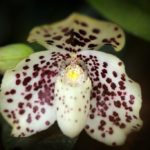 Орхидея Мультифлора