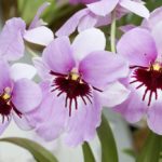 Особенности выращивания орхидеи Мильтонии