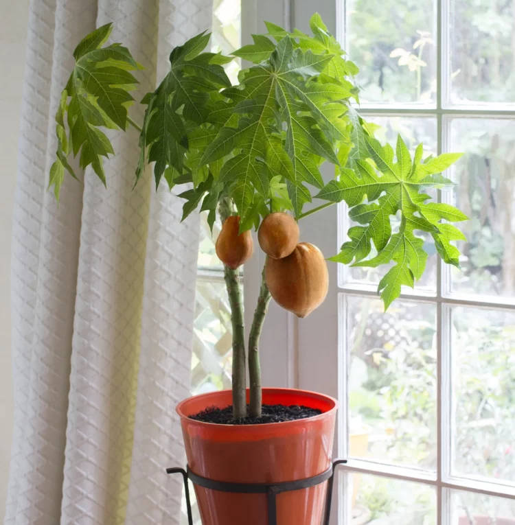 выращивание папайи